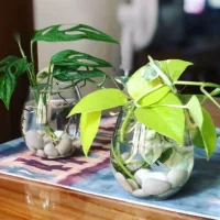 Dua vas kaca membulat berisi air dan batu kerikil yang ditumbuhi tanaman hias berdaun hijau.